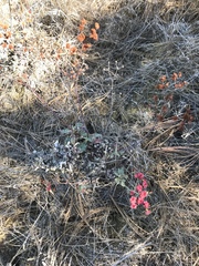 Eriogonum grande