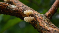 Moniliophthora