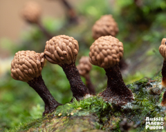 Tubifera
