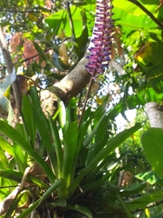 Aechmea gamosepala