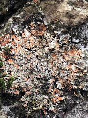 Phaeophyscia rubropulchra