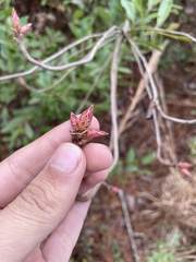 Rhododendron serrulatum