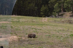 Vombatus ursinus hirsutus