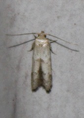 Hypatopa punctiferella