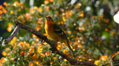 Piranga bidentata