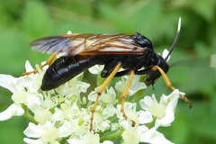 Tenthredo crassa