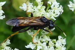 Tenthredo crassa