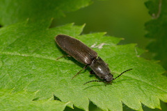 Athous haemorrhoidalis
