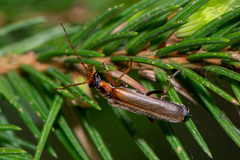 Podabrus alpinus