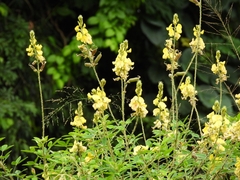 Crotalaria micans