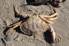 Metacarcinus anthonyi