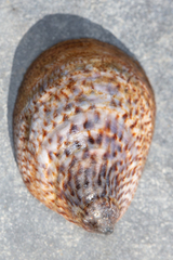 Crepidula convexa
