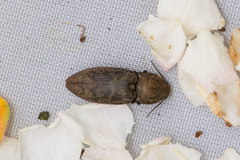 Prosternon tessellatum