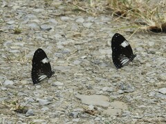 Euploea radamanthus