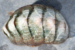 Stenoplax conspicua