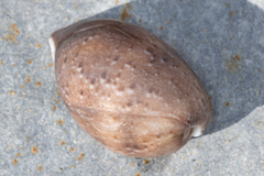 Bulla gouldiana