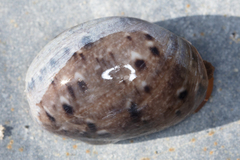 Bulla gouldiana