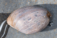 Bulla gouldiana