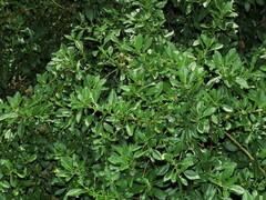 Dunalia brachyacantha