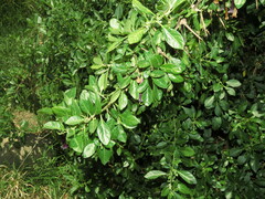 Dunalia brachyacantha