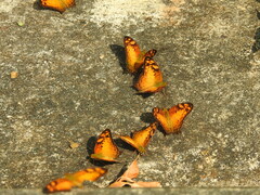 Vagrans sinha