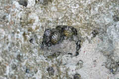 Nerita versicolor