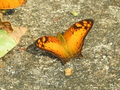 Vagrans sinha