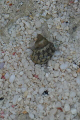 Cenchritis muricatus