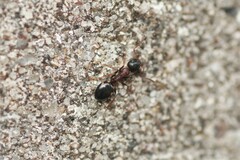 Dolichoderus quadripunctatus