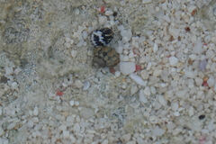 Nerita tessellata
