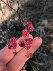 Eriogonum grande