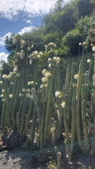 Trichocereus macrogonus