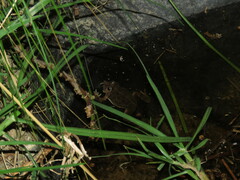 Pleurodema cinereum