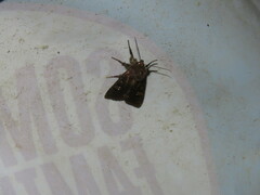 Melanchra persicariae