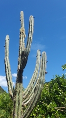 Trichocereus macrogonus
