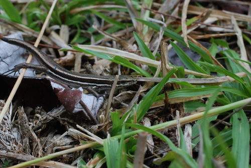 Emoia jakati observed 2008-06-21