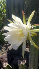 Trichocereus macrogonus