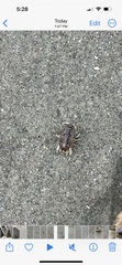 Sphaeroma quadridentatum