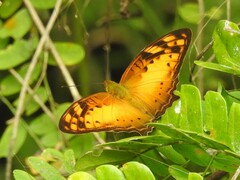 Vagrans sinha