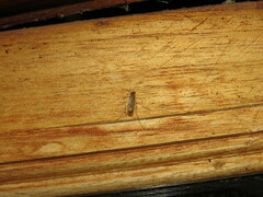 Gonomyia