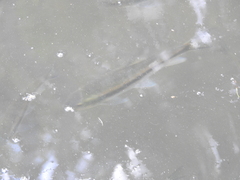 Rasbora