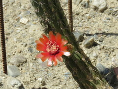 Corryocactus melanotrichus
