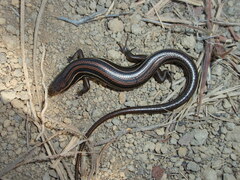 Aspronema dorsivittatum