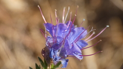 Echium salmanticum
