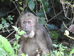 Macaca arctoides