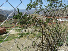 Dunalia brachyacantha