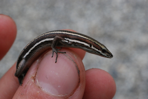 Emoia jakati observed 2008-06-21