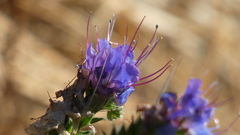 Echium salmanticum