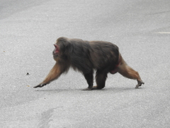 Macaca arctoides