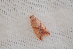 Lophopepla igniferella